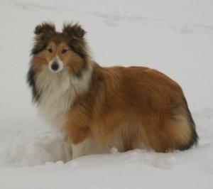 Our Blonde Baby ze Shetlandů