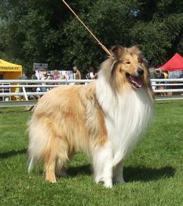 Handy Královský dar