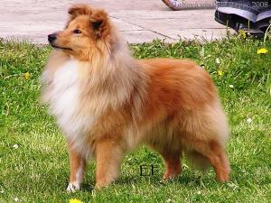 Elliot Golden Fleece du Clos des Eperviers