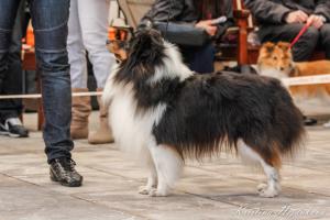 My Grand Black Illusion Navarette