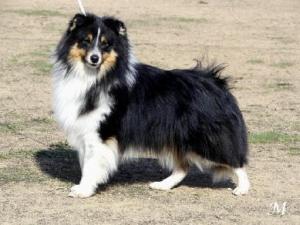 Genius vom Pommernring