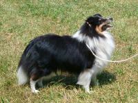 Genius vom Pommernring