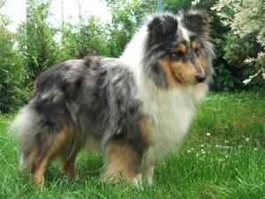 Jasněnka z Karlova hrádku