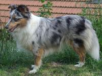 Opavie z Karlova hrádku