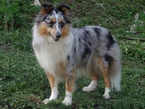 Opavie z Karlova hrádku