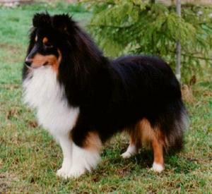 Shelgate Midnight Magic