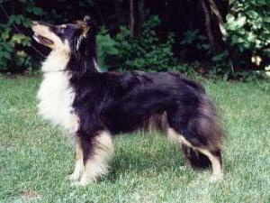 BAILEYS z Ďáblovy studánky CS