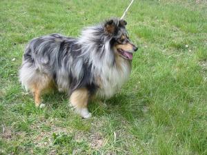 Dux z Vesničky u hranic