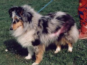 French Sněžný tygr