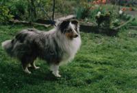 French Sněžný tygr