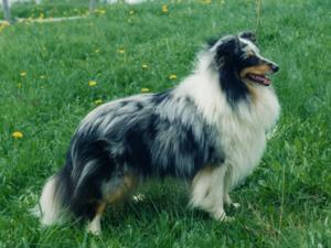 Lundecock's Scarface