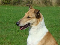 Beathan Bohemia Elenor