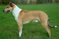 Beathan Bohemia Elenor