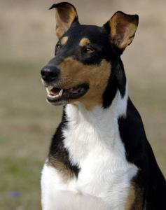 Brontés Bohemia Elenor