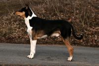 Brontés Bohemia Elenor