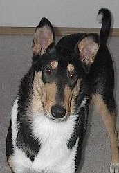 Stilvalley Blacl Dymond Njp