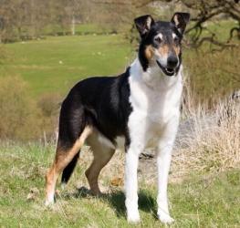 Sandcastle’s True Topic