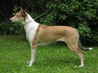 Sandcastle's Sweet Valentine