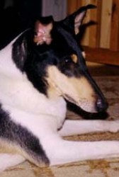 Kangasvuokon Rose Garden