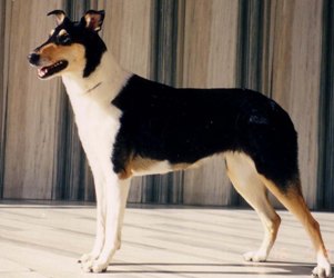 Karenclan's Rosy Anemone