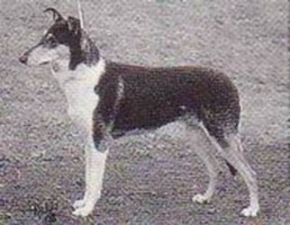 Karenclan's Gardenia