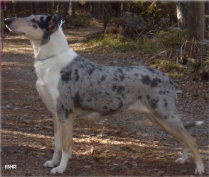 Honey Melon Ice-Cream Kiss