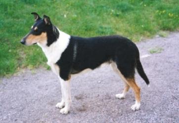 Karenclan's Loyal Mike