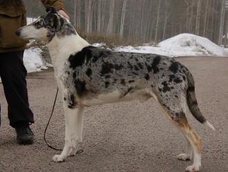 Fairlines Alias Mr Walker