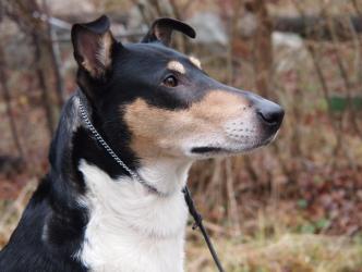 Turning Leaf's Toad's Wild Ride