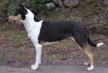 Cinnaberry's Hungry Heart