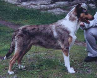 Cardross Cinnaberrys Speedway