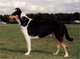 Oneway's Ace of Spades