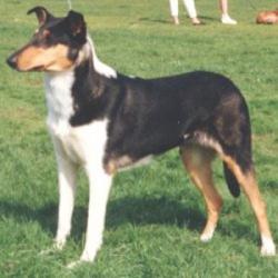 Karenclan's Voice Of Karen