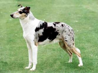 Foxearth Snow Flurry