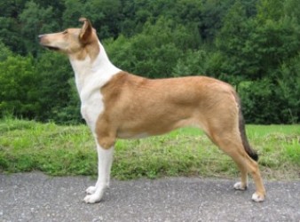 Anabella Gold du Clos des Duchesses