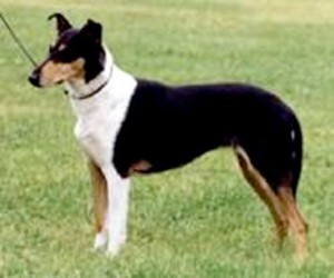 Foxearth Absolutely Fab for Antoc