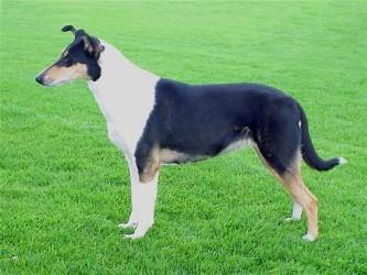 Sandcastle's Snap Crackle Pop