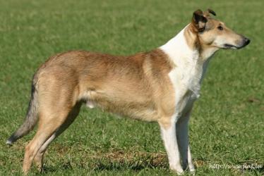 Shiny Lake's Best Gift Ever