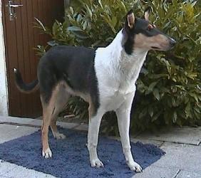 Jack Mack's Fellow Felix