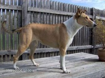 Velvet Vyvianne Du Clos Des Castagniers