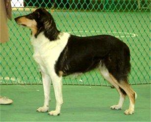 Astrellita Bedazzled