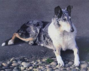 Astrellita Simply The Best