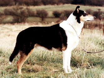 Newarp Cat Dancing At Dakotah