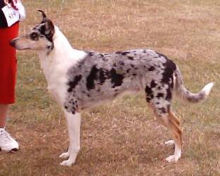 Foxearth Finlander of Sturtmoor