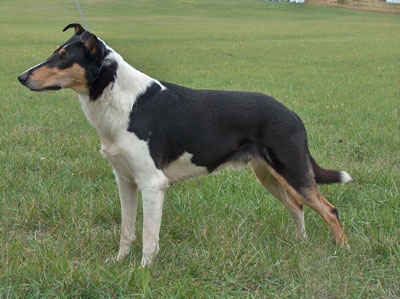 Sandcastle's Zoot Suit