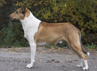 Dandinas True Swinger