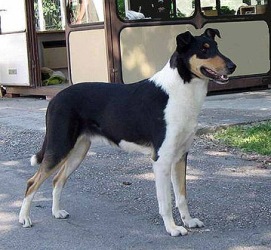 Bon-á-vivre Von Dem Eisvogel