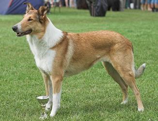 Mighty's Spring Meadow Amber Rise