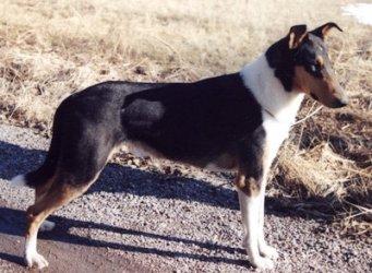 Sunsweet Servise'able