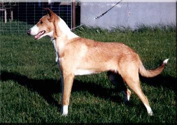 Cepu-Jesse's Adastella